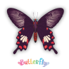 Expositor de 12 uds -  Butterfly (Mariposas)